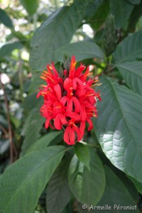 Guadeloupe Août 2015-02819        